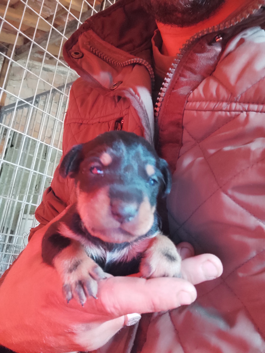 de l'écho Des Charbonniers - Chiots disponibles - Terrier de chasse allemand
