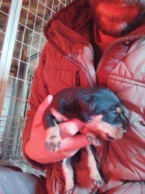 Chiot N°1