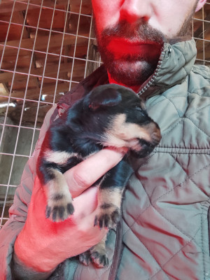 Chiot N°2